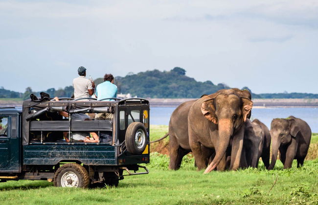 Private Polonnaruwa Excursion + Safari in Minneriya National Park - Photo 4