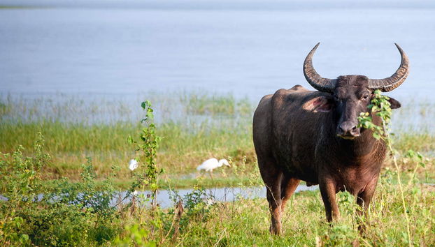 Minneriya National Park Private Safari - Foto 5