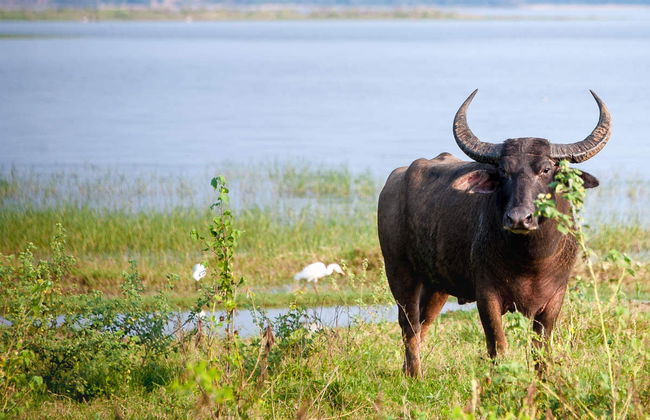 Minneriya National Park Private Safari - Foto 5