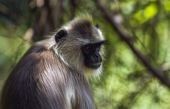 Private Polonnaruwa Excursion + Safari in Minneriya National Park - Photo 6