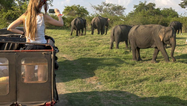 Safári privado pelo Parque Nacional de Minneriya - Foto 3