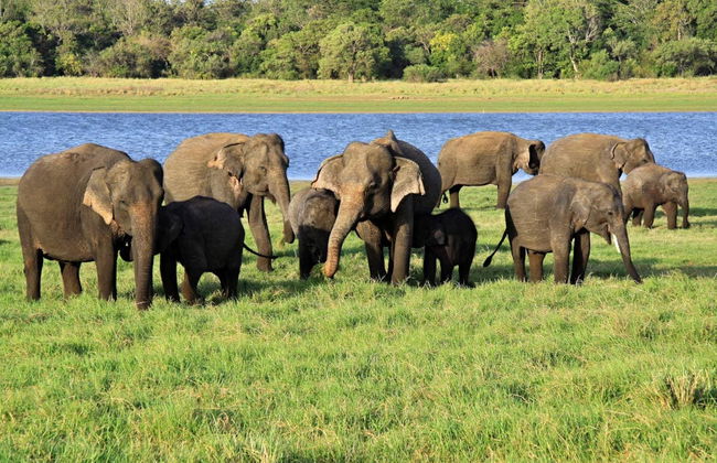 Safári privado pelo Parque Nacional de Minneriya - Foto 2