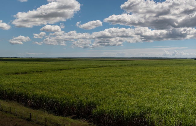 Campos de azúcar y Higüey + Paseo en barco por el río Chavón - Foto 2