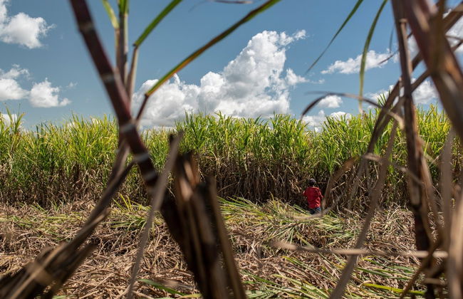 Campos de azúcar y Higüey + Paseo en barco por el río Chavón - Foto 3