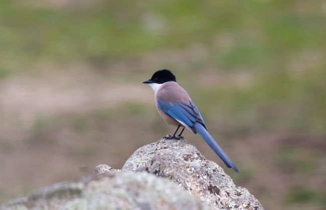 Tour en 4x4 por la Sierra de Andújar - Foto 6