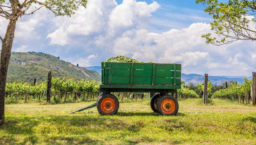 Visit to the Marques Villa de Leyva Vineyard