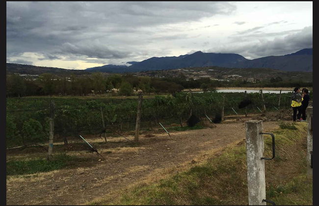 Visita ao vinhedo Marqués Villa de Leyva - Foto 2