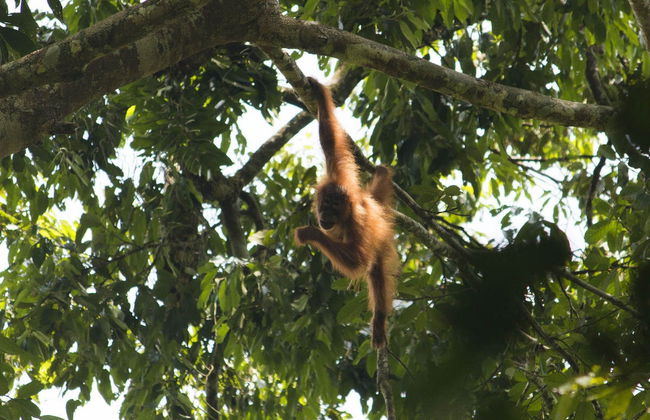 Excursión privada al Parque Nacional de Gunung Leuser - Foto 1