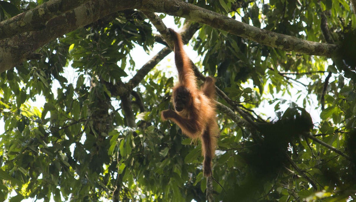 Excursión privada al Parque Nacional de Gunung Leuser - Foto 1