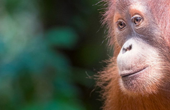Excursión privada al Parque Nacional de Gunung Leuser - Foto 2