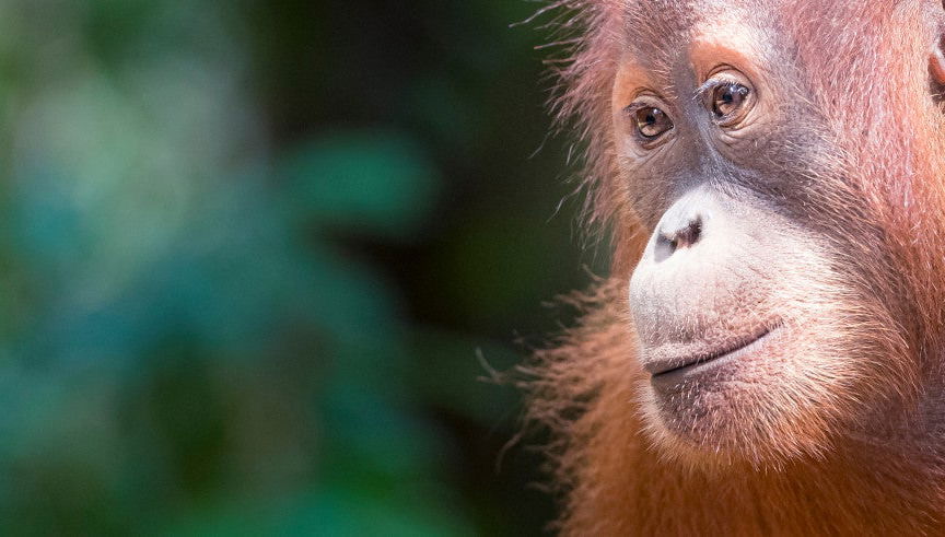 Excursión privada al Parque Nacional de Gunung Leuser - Foto 2