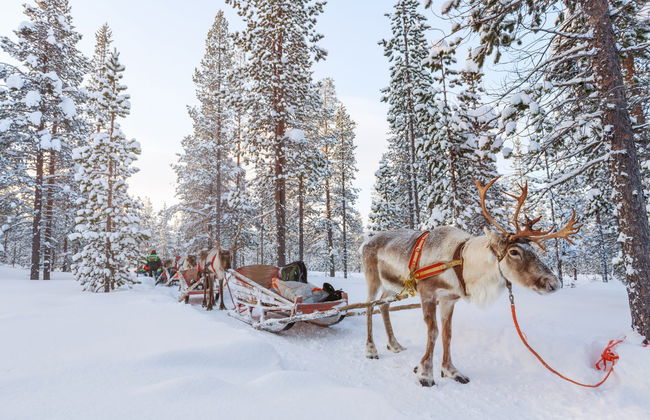 Reindeer Sleigh Ride - Photo 3