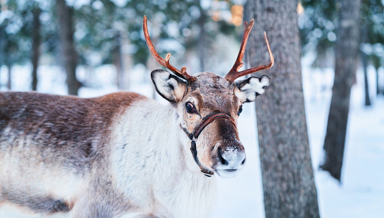Balade en traîneau tiré par des rennes - Photo 1