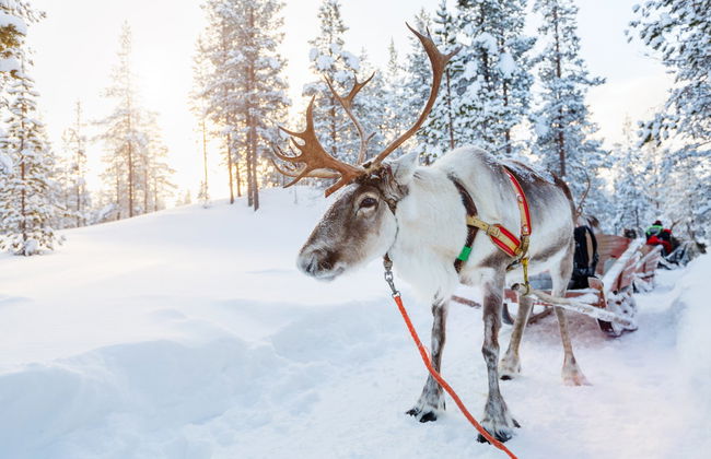 Reindeer Sleigh Ride - Photo 4