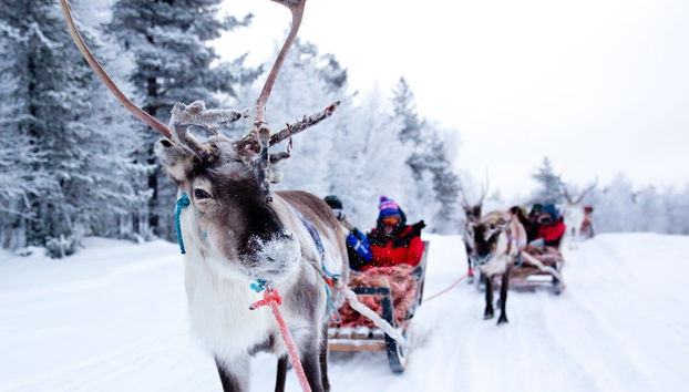 Balade en traîneau tiré par des rennes - Photo 5