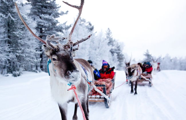 Reindeer Sleigh Ride - Photo 5