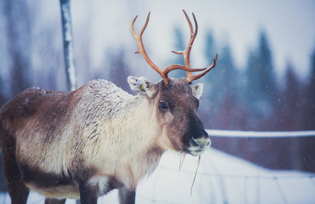 Reindeer Sleigh Ride - Photo 7