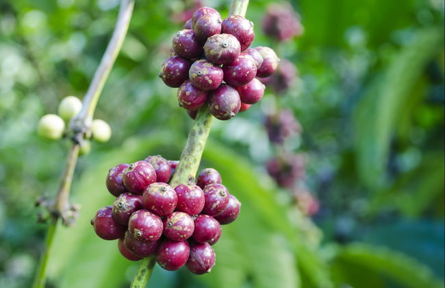 Excursión a Tagaytay Ridge - Foto 3