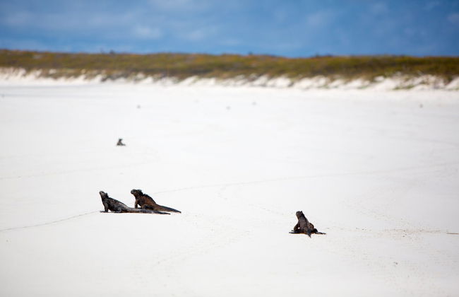 Excursion to Las Grietas & Alemanes Beach - Foto 6