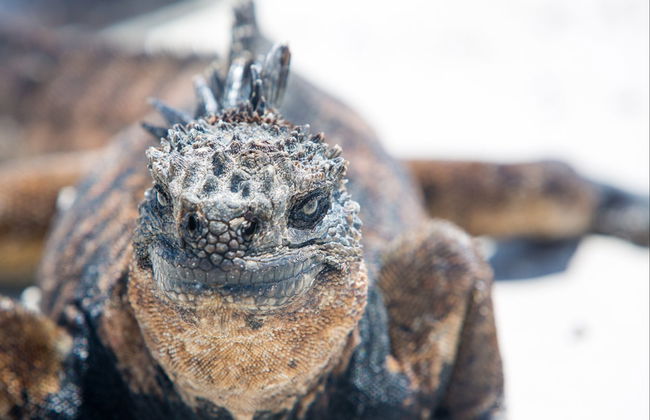 Excursion to Las Grietas & Alemanes Beach - Foto 7