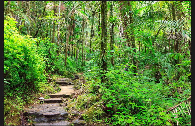 Bosque Nacional El Yunque + Bahías bioluminiscentes - Foto 1