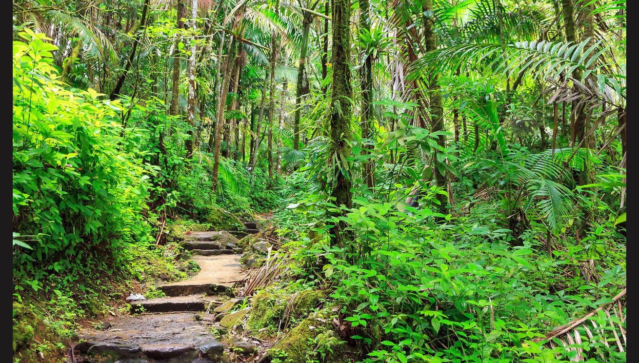 Foresta nazionale El Yunque + Baie bioluminescenti - Foto 1