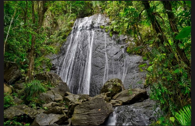 Bosque Nacional El Yunque + Bahías bioluminiscentes - Foto 2