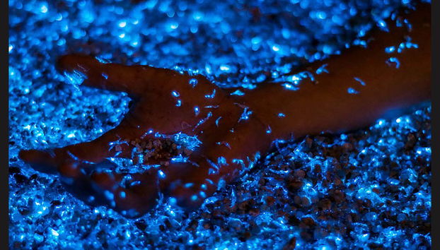 Foresta nazionale El Yunque + Baie bioluminescenti - Foto 3