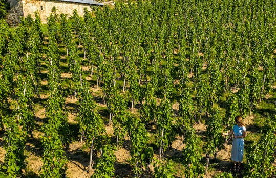 Cata de vinos y quesos en el valle del Ródano - Foto 3