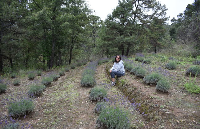 Chautla Hacienda, Lavender Fields & Val'Quirico Tour - Foto 3