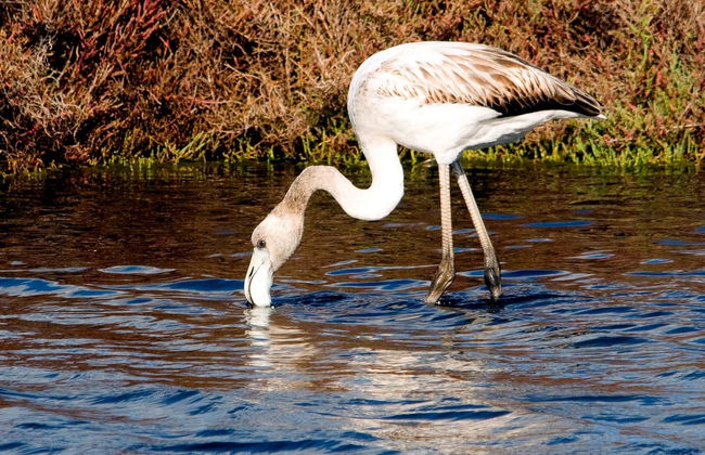 Paseo en barco por Isla Cristina - Foto 1