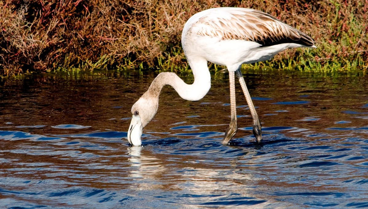 Paseo en barco por Isla Cristina - Foto 1