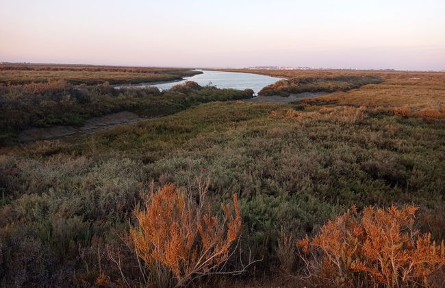 Bike Tour through the Odiel Marshes - Photo 7