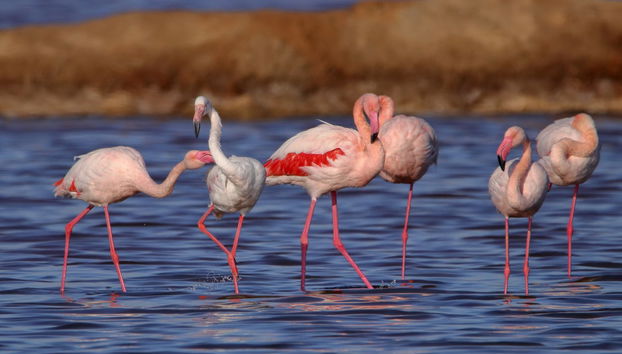 Fahrradtour durch die Odiel-Marschen - Foto 3