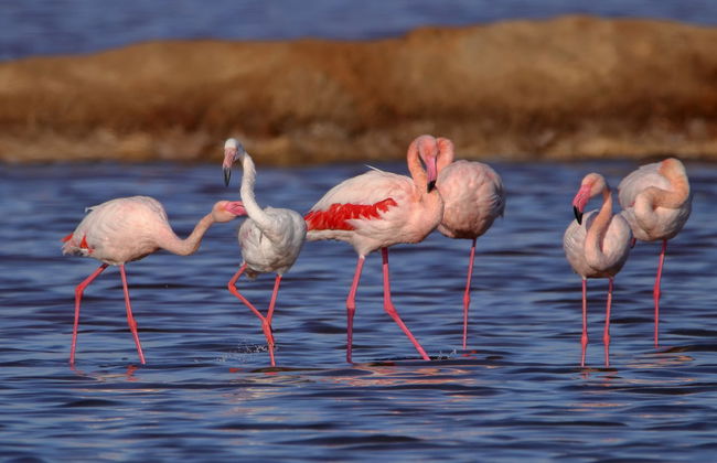 Bike Tour through the Odiel Marshes - Photo 3