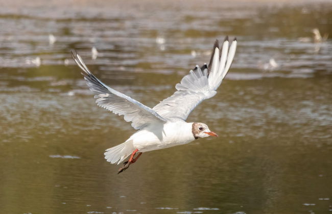 Bike Tour through the Odiel Marshes - Photo 6