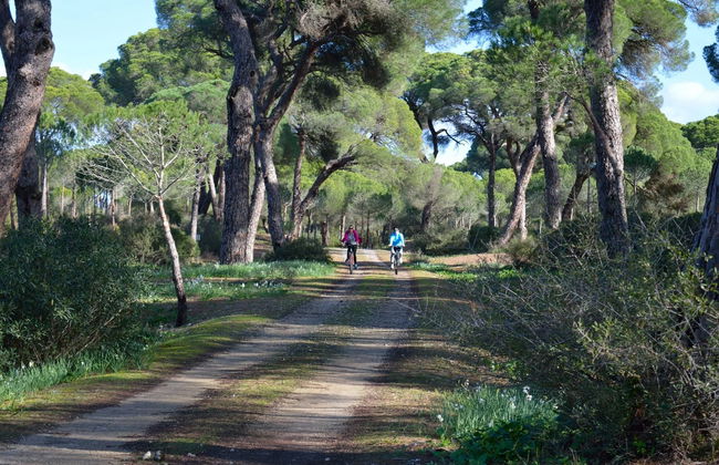 Tour en bicicleta por las marismas del Odiel - Foto 2