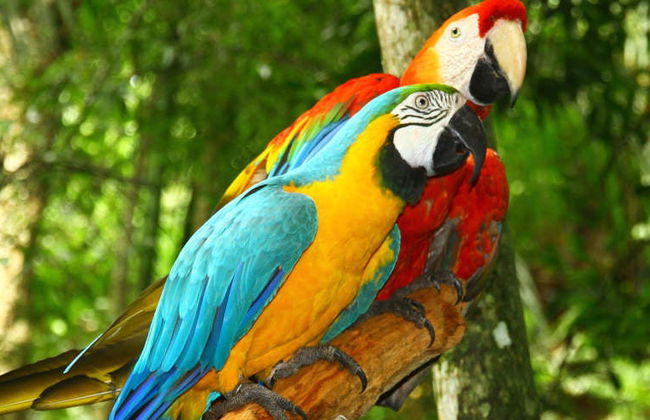 Tour de 6 días por las colpas de Tambopata - Foto 6