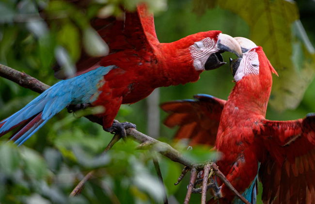 Tour fotográfico de 8 días por Tambopata - Foto 2
