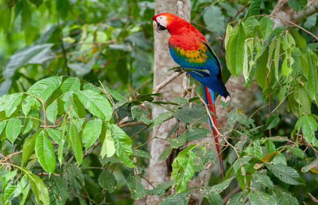 Tambopata Tour Package: 7 Days - Foto 2