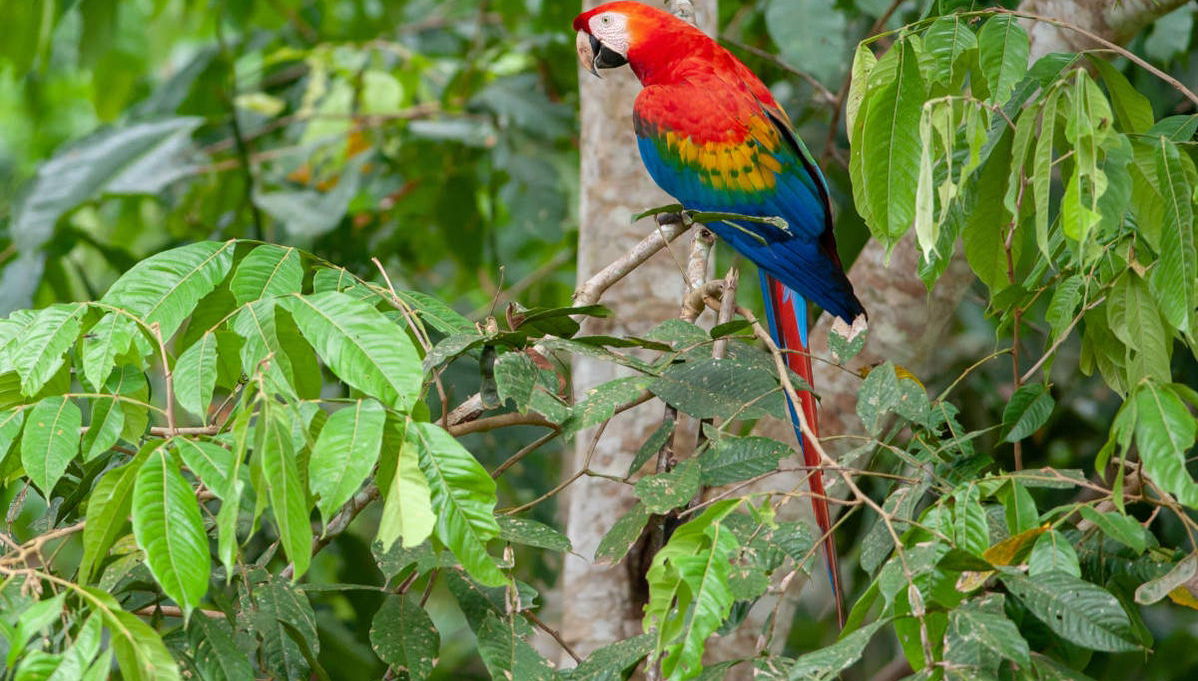 Tambopata Parrot Clay Lick Tour: 6 Days - Photo 1