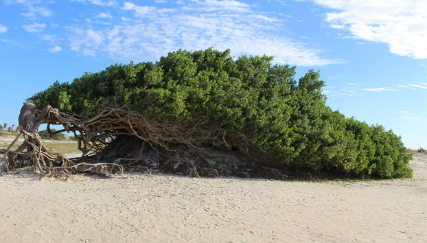 Jericoacoara Private 4x4 Tour - Foto 4