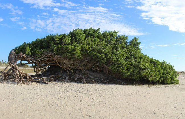 Jericoacoara Private 4x4 Tour - Foto 4
