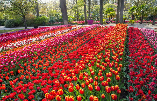 Biglietti per Keukenhof - Foto 4