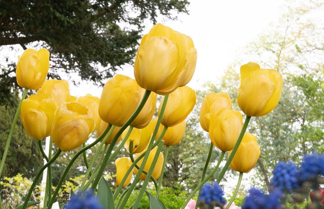 Biglietti per Keukenhof - Foto 12