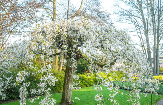 Biglietti per Keukenhof - Foto 6