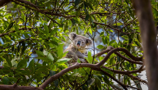 Escursione all'Australia Zoo - Foto 2