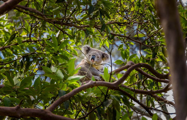 Excursion à Australia Zoo - Photo 2