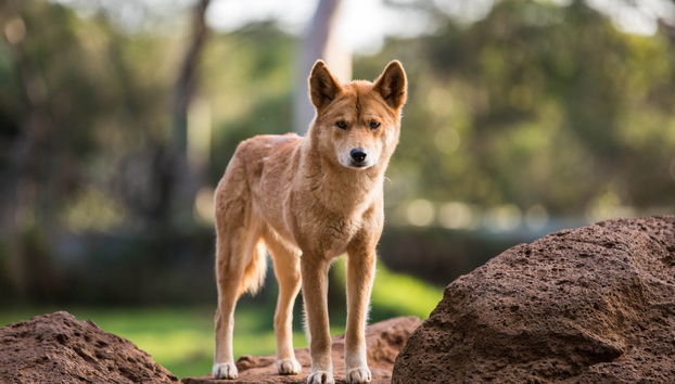 Australia Zoo Tour - Foto 3
