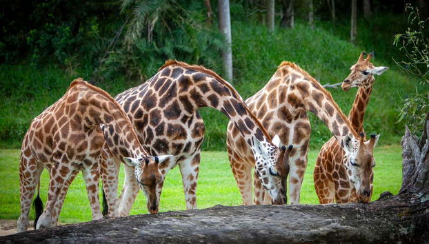 Excursion à Australia Zoo - Photo 4